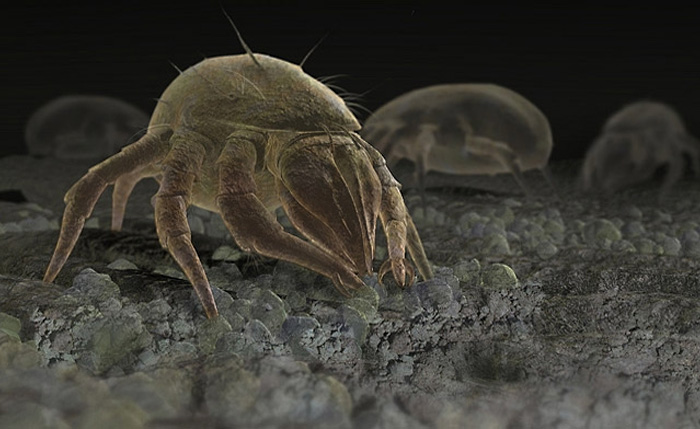 Какие виды паразитов и бактерий могут жить в ковре