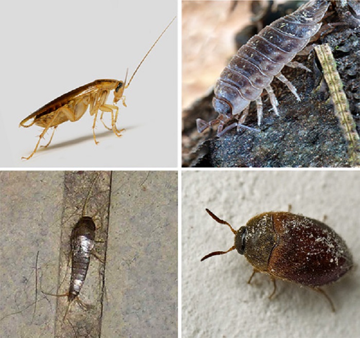 Какие виды насекомых могут завестись?
